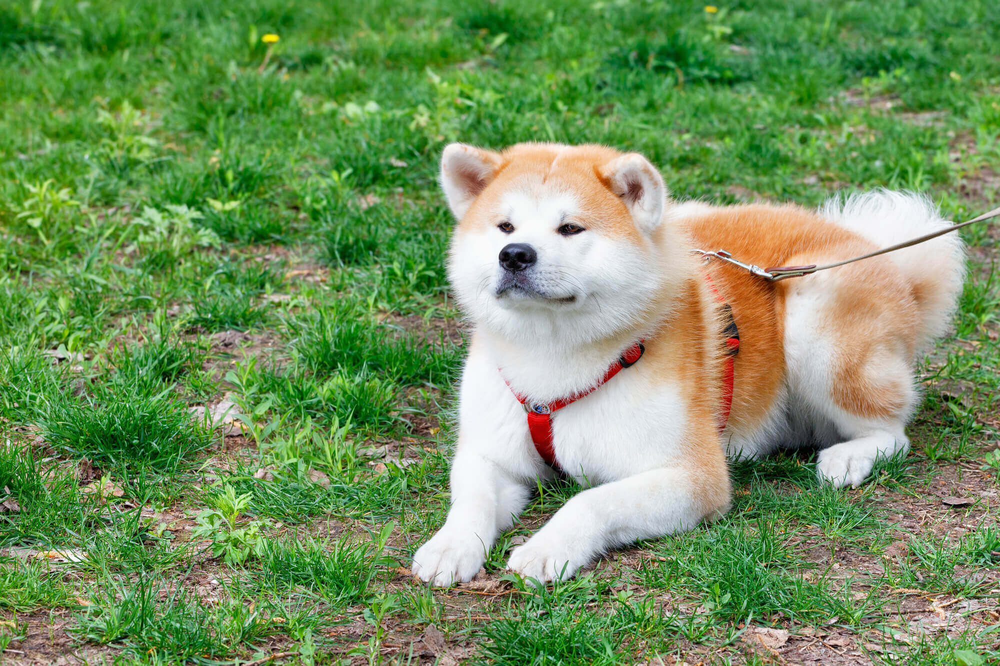 秋田犬のかかりやすい病気・ケガ